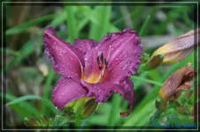 Burgundi.webp