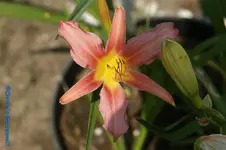 Zartes Rose+.webp
