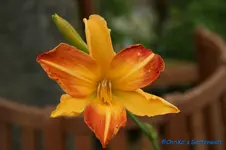 Invictus+.webp