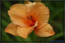 Look once Again.webp
