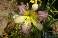 Lovley Light+.webp