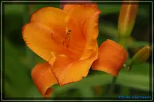Mauna Loa.webp