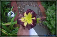 Kein Ahnung.webp
