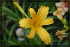 North Star.webp