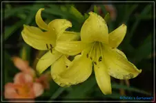 Green Flutter.webp