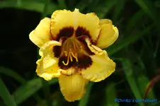 Albert 262+.webp