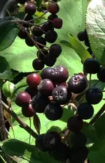 Aronia.webp