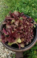 Shiso.webp