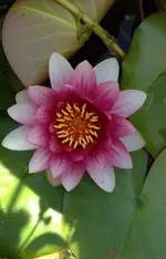 Seerose1.webp