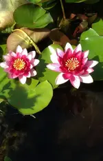 Seerose2.webp