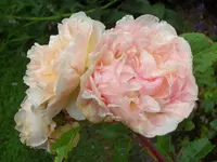 SAM_4889.webp