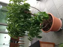 image.webp