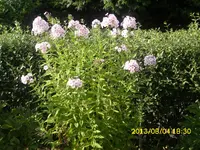 der Garten 165.webp