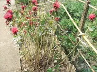 blumen8.8 002.webp