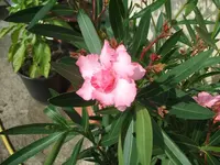 blumen8.8 003.webp