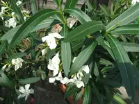 blumen8.8 004.webp