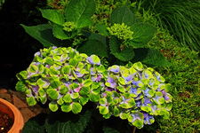 Magical Amethyst blue_blau_grün_zwei Blüten_zwei Knospen_640_09072014.webp