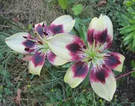 IMG_4886A.webp