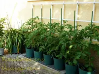 Tomaten.webp