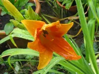 oranger spider_1024x768.webp
