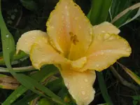 serena sunburst_1024x768.webp