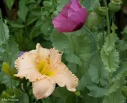 IMG_2838.webp