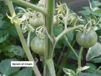 Splash of Cream.webp