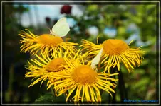 comp_DSC01927.webp