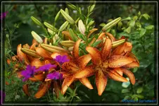 comp_DSC01933.webp