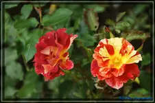 comp_DSC01932.webp