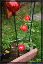 comp_DSC01945.webp
