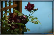 comp_DSC01949.webp