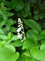 DSCN8946.webp
