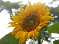 DSCN8949.webp