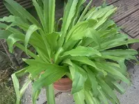 ananassslilie.webp
