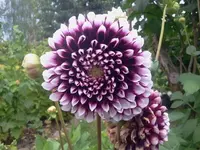 dohl3.webp