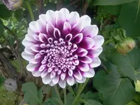 dohl4.webp