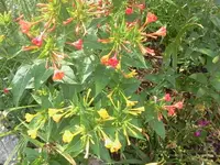 wunderblumen.webp