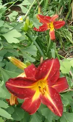 Sammy Russel oder Crimson Pirate 3.webp