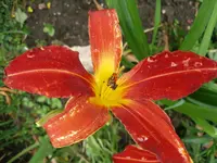 Sammy Russel oder Crimson Pirate 1.webp