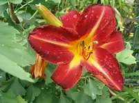 Sammy Russel oder Crimson Pirate 2.webp