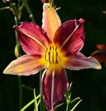 DSC_0015.webp
