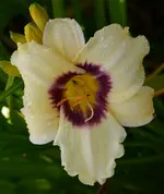 villaseyes.webp