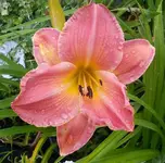 tmp_1921-PicsArt_1404816150415-102160597.webp