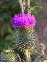 IMGP6778.webp
