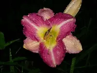 k-DSCI2730.webp