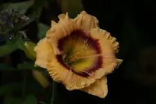 Bi-Eyed Baby (2).webp