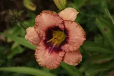 Daring Deception.webp