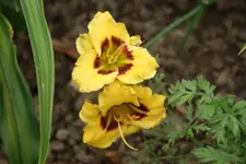 DSC09137.webp