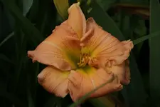 Flaming June.webp